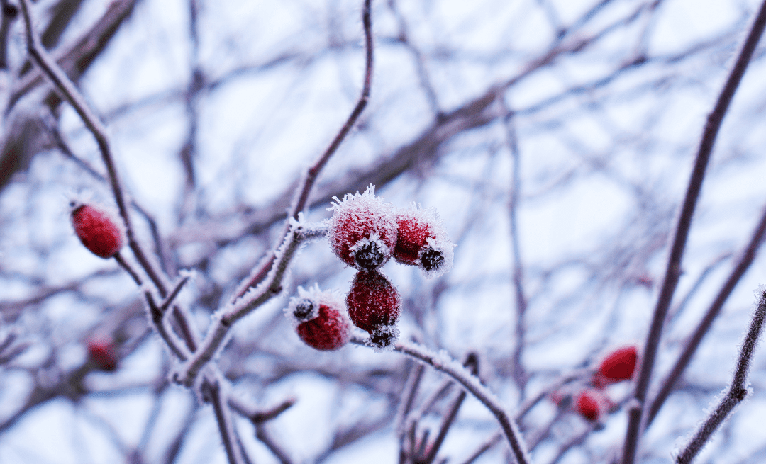 2021年小雪-小雪開啟新自我的時候到了