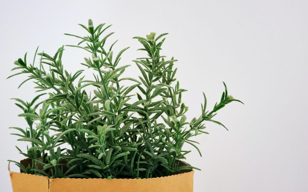 春節假期結束腦袋不靈光、睡眠失調，來點迷迭香（rosemary）可能有幫助！