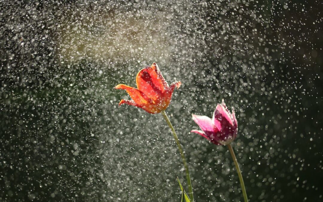 2023年芒種-芒種逢雷美亦然，端陽有雨是豐年